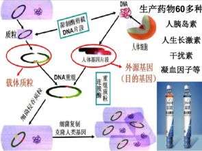 现代生物技术的发展 生物技术开发